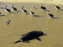 Lion de mer et Pélicans - Chili